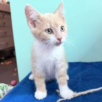 Tabby Cats Available for Adoption in Grand Rapids, Michigan - Carrot | PetCurious