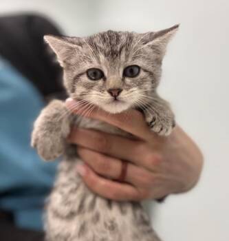 Rose -  Domestic Medium Hair Cat for Adoption in Sioux City, Iowa - Rose | PetCurious