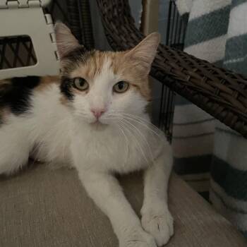 Domestic Short Hair Cats Available for Adoption in Kingman, Arizona - Auntie | PetCurious