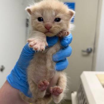 Jessie -  Domestic Short Hair Cat for Adoption in Harrisonburg, Virginia - Jessie | PetCurious