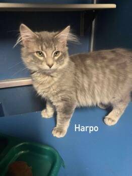 Rescue Domestic Long Hair Cats for Adoption in Hoopeston, Illinois - Harpo | PetCurious