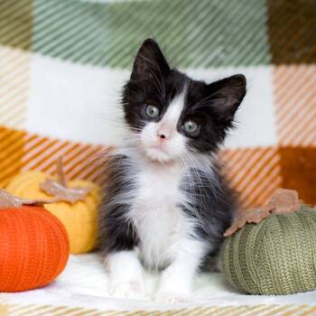 Pastrami -  Domestic Short Hair Cat for Adoption in Pompano Beach, Florida - Pastrami | PetCurious