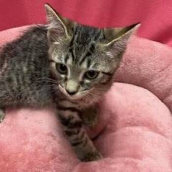 Silversea -  Tabby Cat for Adoption in Green Valley, Arizona - Silversea | PetCurious