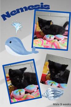 Nemesis -  Domestic Medium Hair Cat for Adoption in Blountville, Tennessee - Nemesis | PetCurious