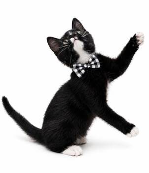Tuxedo Cats Available for Adoption in Oakwood, Georgia - Beechnut  | PetCurious