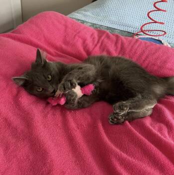 Domestic Short Hair Cats Available for Adoption in Maineville, Ohio - Razzle | PetCurious