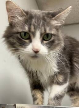 Frog -  Domestic Medium Hair Cat for Adoption in Fremont, Nebraska - Frog | PetCurious