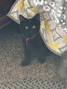 Jessie -  Domestic Medium Hair Cat Available for Adoption in Fort Collins, Colorado - Jessie | PetCurious