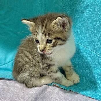 RIVER -  Domestic Short Hair Cat for Adoption in Riverside, California - RIVER | PetCurious