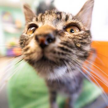 Domestic Short Hair Cats Available for Adoption - Fusion | PetCurious