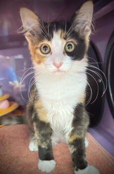 GENEPY -  Domestic Medium Hair Cat for Adoption in Santa Cruz, California - GENEPY | PetCurious