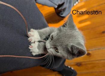 Charleston -  Domestic Short Hair Cat for Adoption in West Mifflin, Pennsylvania - Charleston | PetCurious