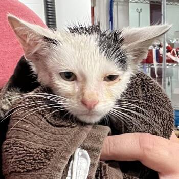 Flea-C -  Domestic Short Hair Cat for Adoption in East St. Louis, Illinois - Flea-C | PetCurious