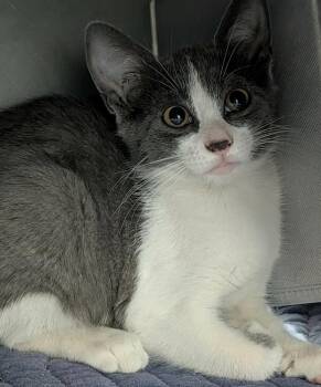 Leia Skywhiskers - Fostered in Omaha -  American Shorthair Cat for Adoption in Overland Park, Kansas - Leia Skywhiskers - Fostered In Omaha | PetCurious