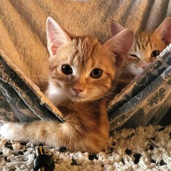 Rescue Domestic Short Hair Cats for Adoption in NEW PT RICHEY, Florida - Eddie And EJ | PetCurious