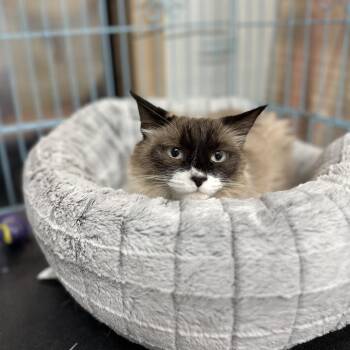 Domestic Medium Hair Cats Available for Adoption in Priest River, Idaho - Missy | PetCurious