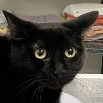 110515 -  Domestic Short Hair Cat for Adoption in Las Cruces, New Mexico - 110515 | PetCurious