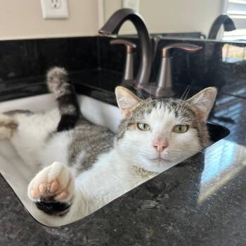 Domestic Short Hair Cats Available for Adoption in Savannah, Georgia - Artie | PetCurious