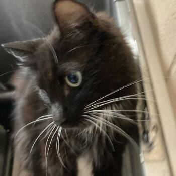 Sunnyside -  Domestic Short Hair Cat for Adoption in New York, New York - Sunnyside | PetCurious