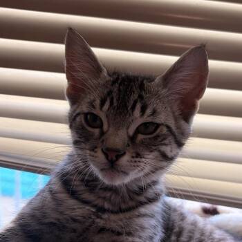 Mr. HissyPants -  Domestic Short Hair Cat for Adoption in Spokane, Washington - Mr. HissyPants | PetCurious