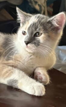 Rescue Domestic Short Hair Cats for Adoption in Spring City, Pennsylvania - Blossom | PetCurious