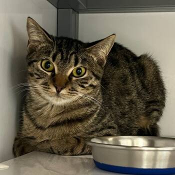 Rescue Domestic Short Hair Cats for Adoption in Houston, Texas - Jenny Fromdabloc | PetCurious