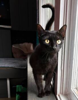 Mielikki -  Domestic Short Hair Cat Available for Adoption in Asheville, North Carolina - Mielikki | PetCurious