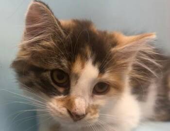 Dolly -  Domestic Long Hair and Domestic Short Hair Cat for Adoption in Golden Valley, Minnesota - Dolly | PetCurious