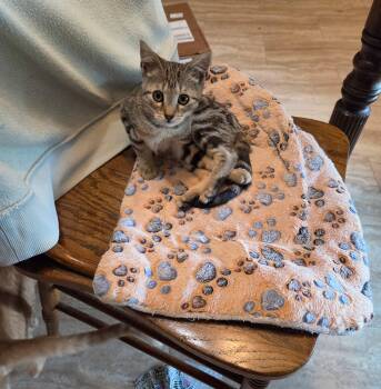 Marv -  Domestic Short Hair Cat for Adoption - Marv | PetCurious