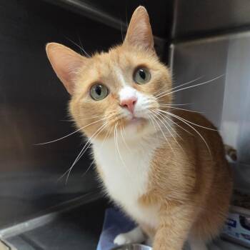 Cheeto -  Domestic Short Hair Cat for Adoption in Warwick, Rhode Island - Cheeto | PetCurious