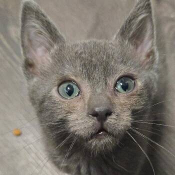 Febreze -  Domestic Short Hair Cat for Adoption in Belfair, Washington - Febreze | PetCurious