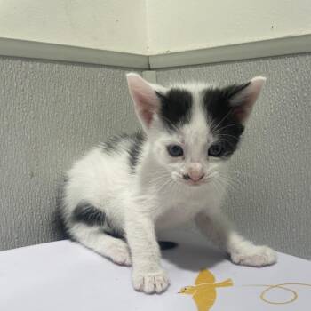 Domestic Short Hair Cats Available for Adoption in Tampa, Florida - Teddy | PetCurious