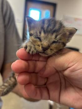 George -  Domestic Short Hair Cat for Adoption in Greenfield, Indiana - George | PetCurious
