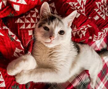 Domestic Short Hair Cats Available for Adoption in Manhattan, Kansas - Munchkin | PetCurious