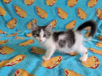 EMIL -  Domestic Short Hair Cat for Adoption in Colorado Springs, Colorado - EMIL | PetCurious