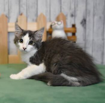 Liana -  Domestic Medium Hair Cat for Adoption in Roanoke, Texas - Liana | PetCurious