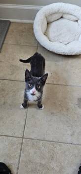 Tuesday -  Domestic Short Hair Cat for Adoption in Powder Springs, Georgia - Tuesday | PetCurious
