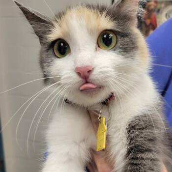 LYLA -  Domestic Short Hair Cat for Adoption in St. Louis, Missouri - LYLA | PetCurious