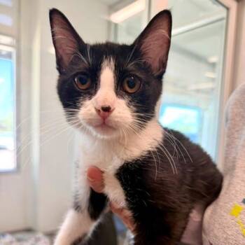 Baja Blast -  Domestic Short Hair Cat for Adoption in Phoenix, Arizona - Baja Blast | PetCurious