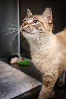 Gravy -  Siamese Cat Available for Adoption in Elmwood, Louisiana - Gravy | PetCurious