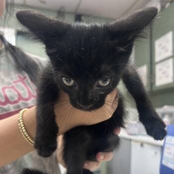 Huevo -  Domestic Short Hair Cat for Adoption in West Point, Mississippi - Huevo | PetCurious