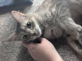 Penny -  Domestic Medium Hair Cat for Adoption in Lemoyne, Pennsylvania - Penny | PetCurious