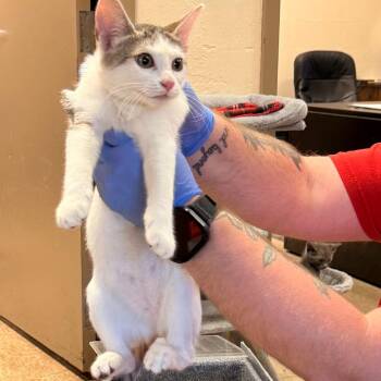 Confetti -  Domestic Short Hair Cat for Adoption in Birmingham, Alabama - Confetti | PetCurious