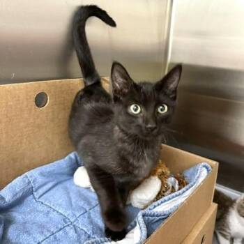 Hiro -  Domestic Short Hair Cat for Adoption - Hiro | PetCurious