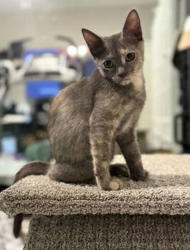 Rescue Dilute Tortoiseshell and Domestic Short Hair Cats for Adoption in Nashville, Tennessee - Cinder | PetCurious