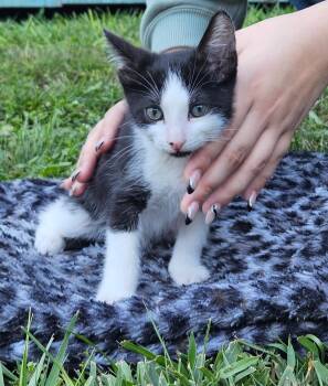 Rescue Domestic Short Hair Cats for Adoption in Brooksville, Florida - Felix | PetCurious