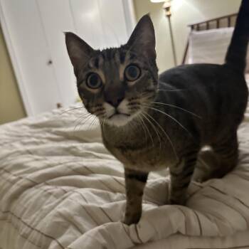 Canvas -  Domestic Short Hair Cat for Adoption in Bentonville, Arkansas - Canvas | PetCurious