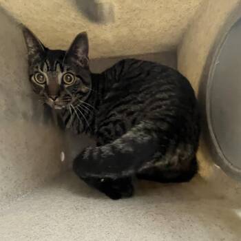 Ashton Martin -  Domestic Short Hair Cat for Adoption in Philadelphia, Pennsylvania - Ashton Martin | PetCurious