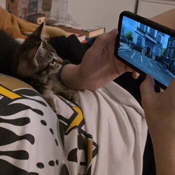 Domestic Short Hair Cats Available for Adoption in Wheeling, Illinois - Princess | PetCurious