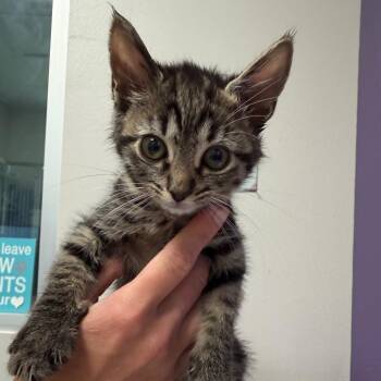 Bitzy -  Domestic Short Hair Cat for Adoption in Englewood, Florida - Bitzy | PetCurious